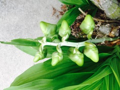 Catasetum integerrimum