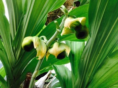 Catasetum integerrimum