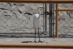 Ardea alba