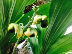 Catasetum integerrimum