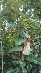 Pterospermum acerifolium