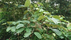 Pterospermum acerifolium