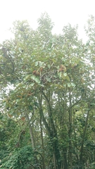 Pterospermum acerifolium