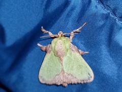 Parasa shirakii