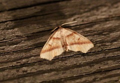 Plagodis phlogosaria