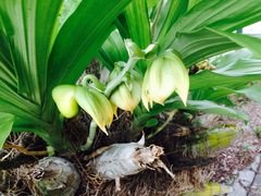 Catasetum integerrimum