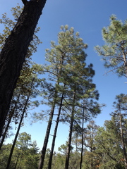 Pinus arizonica