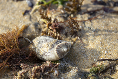 Amblychilepas javanicensis