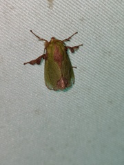 Parasa shirakii
