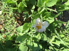 Aphanostephus ramosissimus