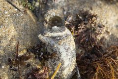 Amblychilepas javanicensis