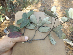 Quercus sideroxyla