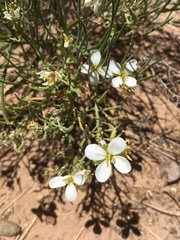 Nerisyrenia linearifolia