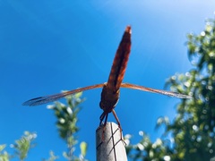 Sympetrum illotum