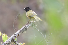 Pipilo maculatus macronyx