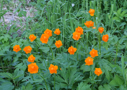 Trollius asiaticus (Trollius asiaticus)