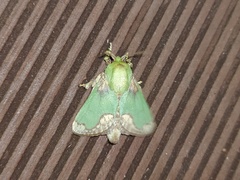 Parasa pastoralis