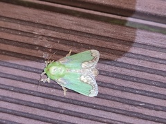 Parasa pastoralis