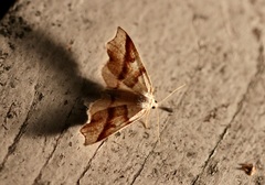 Plagodis phlogosaria