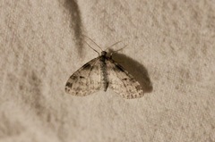 Lobophora nivigerata