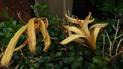 Pterospermum acerifolium