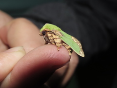 Parasa pastoralis