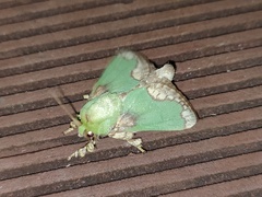 Parasa pastoralis