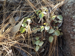 Macroptilium gibbosifolium