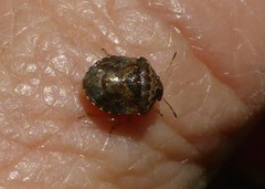 Cosmopepla intergressa