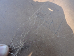 Muhlenbergia minutissima