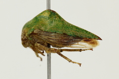 Palonica