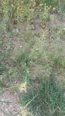 Panicum hallii