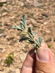 Acleisanthes diffusa