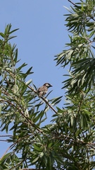 Passer domesticus