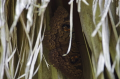 Erebus walkeri