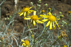 Senecio flaccidus douglasii