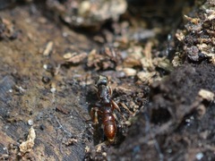 Stigmatomma pallipes