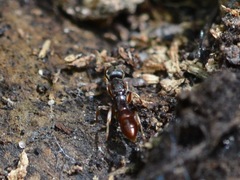 Stigmatomma pallipes