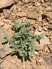 Acleisanthes diffusa