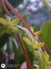 Epidendrum cardiophorum