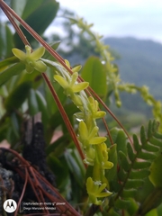 Epidendrum cardiophorum