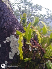 Epidendrum cardiophorum