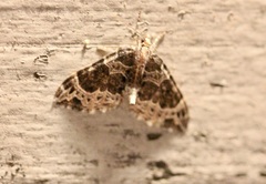 Ecliptopera silaceata