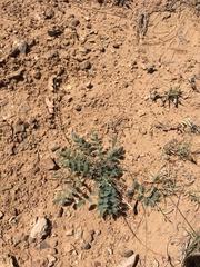 Hoffmannseggia drepanocarpa