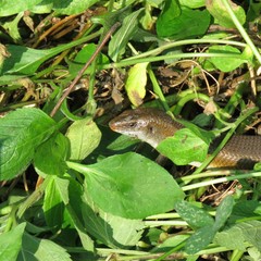 Eutropis multifasciata