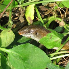 Eutropis multifasciata