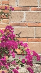 Trochilidae