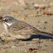 Sage Sparrow - Photo (c) Jamie Chavez, some rights reserved (CC BY-NC)
