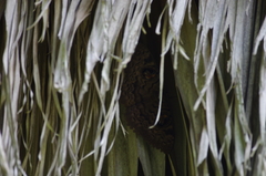 Erebus walkeri