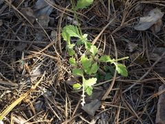 Verbena pinetorum